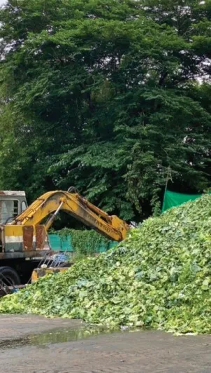 การนำเศษใบผัก แปลงเป็นอาหารโค อาหารปลา 